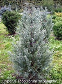 Juniperus scopulorum Moonglow