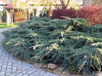 Juniperus squamata Blue Carpet