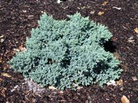 Juniperus squamata Blue Star