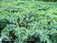 Juniperus squamata Blue Swede