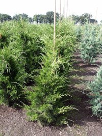 Juniperus virginiana Canaertii