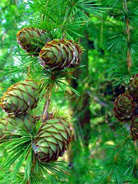 Larix decidua