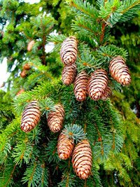 Picea abies