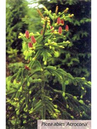 Picea abies Acrocona