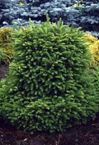 Picea abies Barry