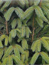 Picea abies Columnaris