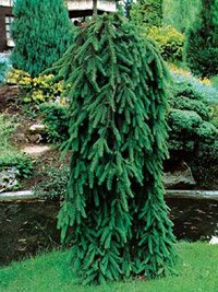 Picea abies Inversa