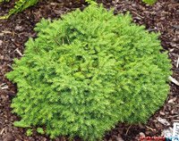 Picea abies Little Gem