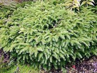 Picea abies Nidiformis