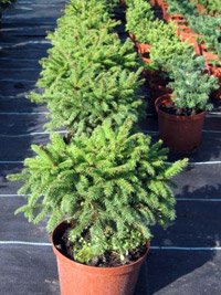 Picea abies Pygmaea