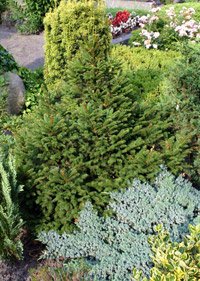 Picea abies Wills Zwerg