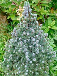 Picea glauca Blue Wonder