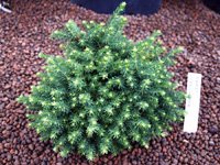 Picea omorica Karel