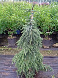 Picea omorika Pendula