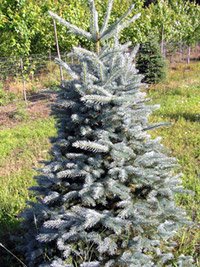 Picea pungens Glauca