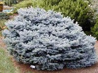 Picea pungens Glauca Globosa