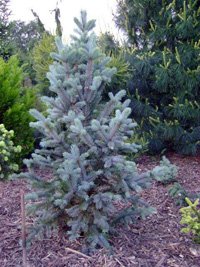 Picea pungens Iseli Fastigiata