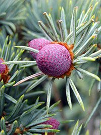 Picea pungens Koster