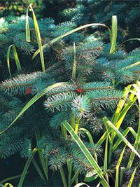 Picea pungens Oldenburg