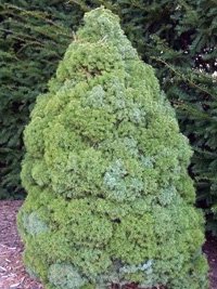 Picea сanadensis Sanders Blue