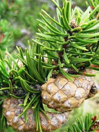 Pinus banksiana