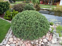 Pinus mugo Mini mops