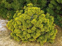 Pinus mugo Winter Gold