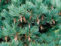 Pinus strobus Macopin