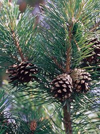 Pinus sylvestris