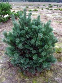 Pinus sylvestris Watereri