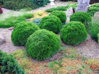 Thuja occidentalis Danica