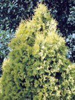 Thuja occidentalis Europe Gold