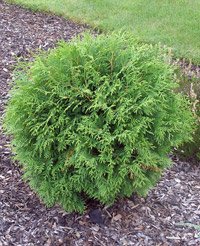 Thuja occidentalis Globosa