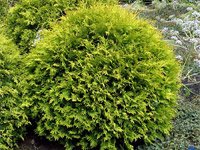 Thuja occidentalis Golden Globe