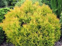 Thuja occidentalis Rheingold