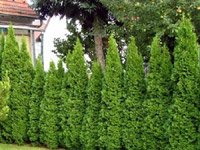 Thuja occidentalis Smaragd