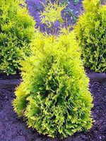 Thuja occidentalis Sunkist