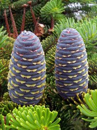 Abies koreana