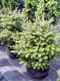 Abies koreana Molli