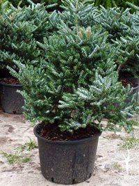 Abies koreana Silberlocke