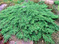 Juniperus communis Green Carpet