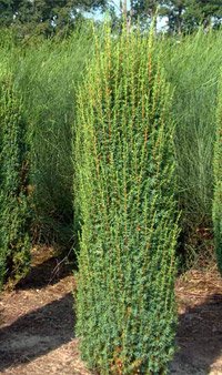 Juniperus communis Hibernica