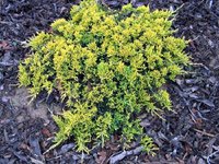 Juniperus horizontalis Golden Carpet