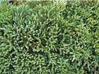 Juniperus horizontalis Hughes