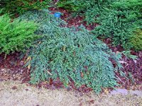 Juniperus horizontalis Icee Blue