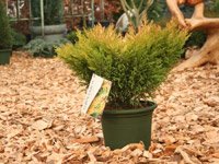 Juniperus Horizontalis Lime Glow