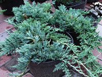 Juniperus horizontalis Wiltonii