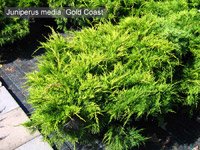 Juniperus Media Gold Coast