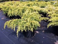 Juniperus media Gold Star