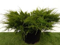 Juniperus Media Mint Julep